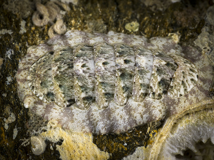 Chiton  10